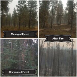 managed vs unmanaged forests